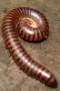Worm - iPhone